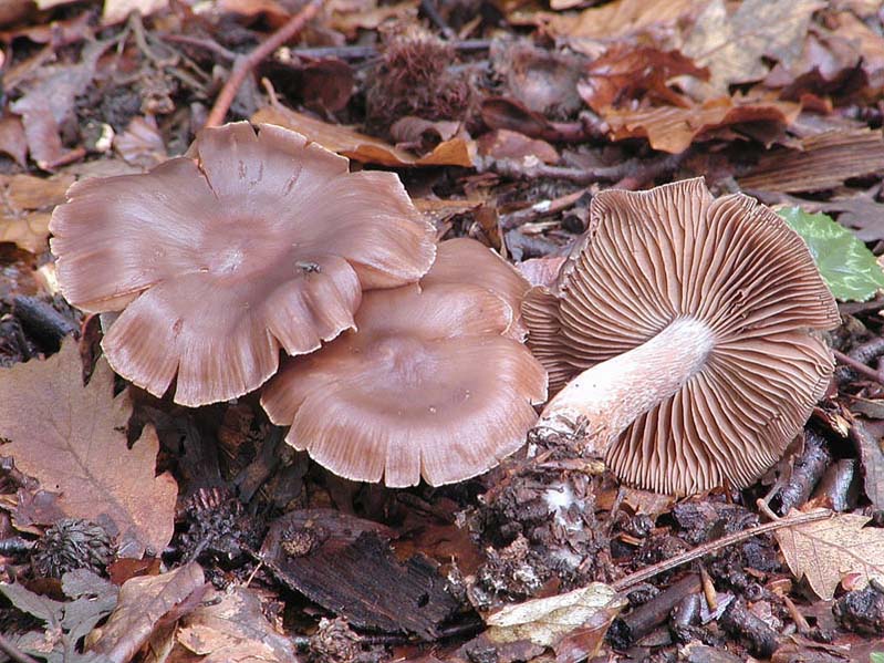 Cortinari nebrodensi (gruppo 3�)